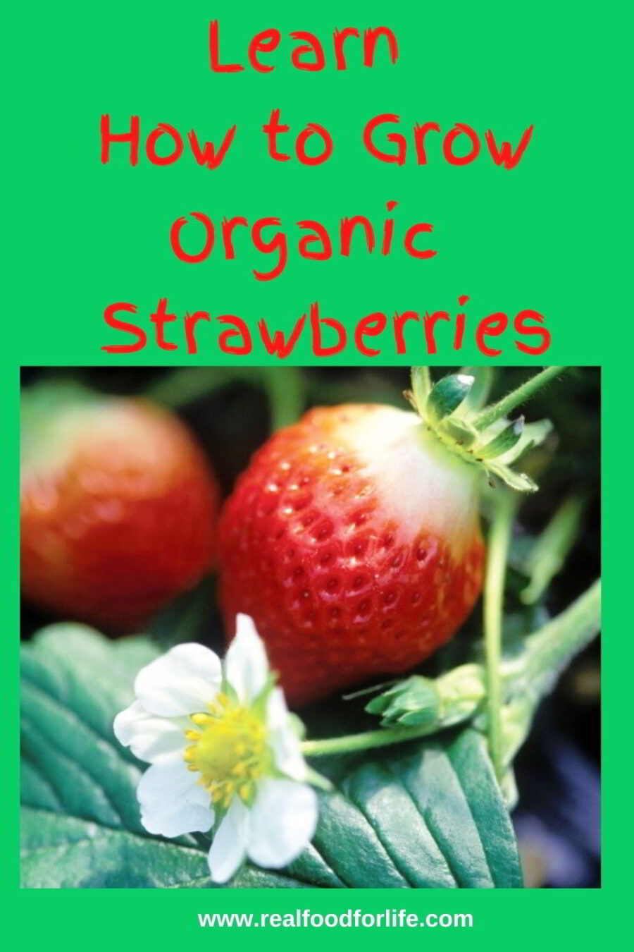 How to Grow Strawberries Organically - Real Food for Life