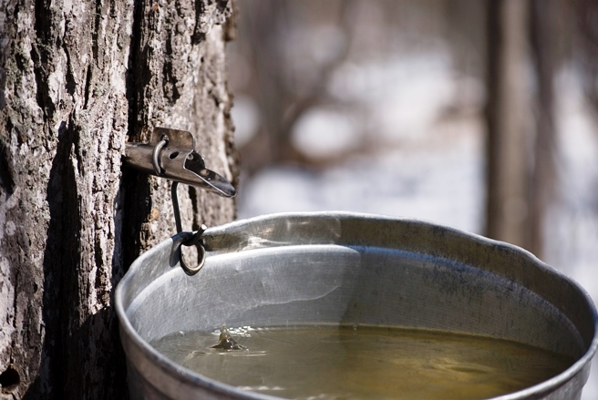 Is Maple Syrup Really of Full Healthy Benefits? - Real Food for Life