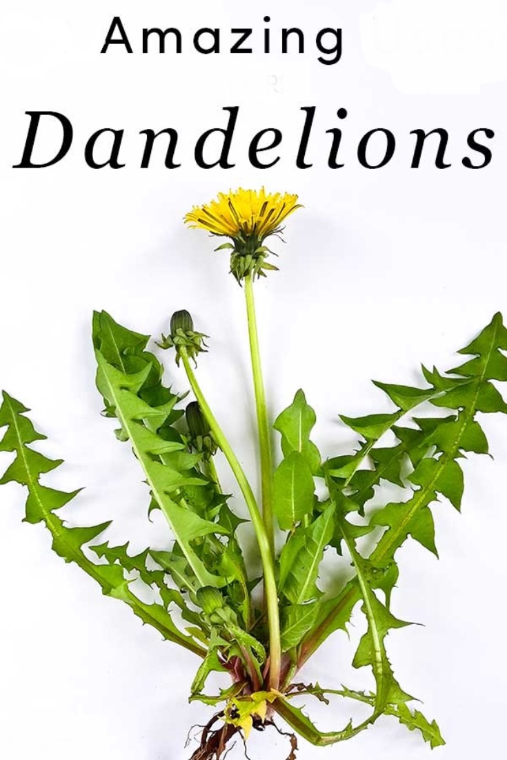 Dandelion Leaves Are A Free Amazing Superfood For You Real Food