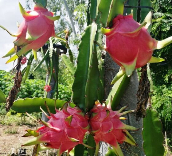 Dragon Fruits Health Benefits Make it a Superfood and Is So Yummy